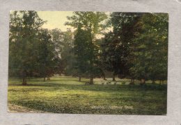 40418    Regno  Unito,   The  Deer  -  Savernake  Forest,  VG  1910 - Altri & Non Classificati