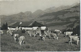 Les Sciernes D'Albeuve, Chalet La Cuvignette - Vaches Au Pâturage - Albeuve