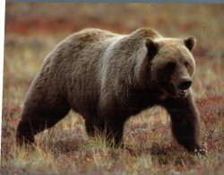 (555) Grizzly Bear - Bears