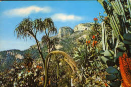 Monaco-Postcard Ecrite-The Lower Section Of The Garden"Aloe Bainesii,flowering Agave Attenuata,flowering Aloe-2/scans - Jardin Exotique
