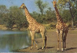 CP - COUPLE DE GIRAFES - - Giraffes
