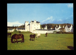 BLAIR CASTLE From The South West Pertshire  Chevaux Cheval Horse Pferd - Perthshire