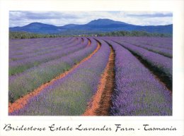 (118) Australia - TAS - Lavender Farm - Otros & Sin Clasificación