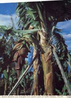 (975) Australia - NSW - Coffs Harbour Bananas - Coffs Harbour