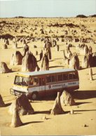 (975) Australia - NT - Pinnacles Desert Tour - Sonstige & Ohne Zuordnung