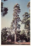 (975) Australia - NT - Gloucester Tree - Other & Unclassified