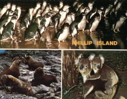 (302) Australia - VIC - Phillip Island - Koala, Seal And Penguins - Mornington Peninsula