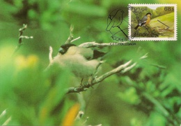 Portugal Bird Maximum Card - Storia Postale