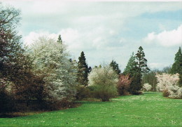 Kalmthout  Prunus Species - Kalmthout