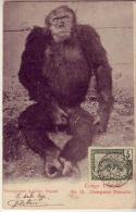 Congo  Français   Un Chimpanzé - Congo Francese