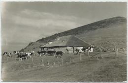 La Roche, Chalet De La Berra, Troupeau De Vaches - La Roche