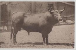 Bull - Hermoso Ejemplar En Los Corrales - Tauri