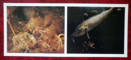 Atlantic Cod - Gadus Morhua - Fish - 1980 - Russia USSR - Unused - Fish & Shellfish