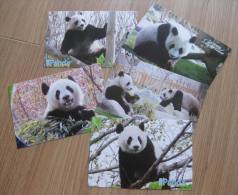 Giant Panda - Love And Take Care Of Panda Set (5 Prepaid Cards), China - Bears