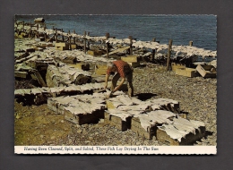 NOVA SCOTIA - NOUVELLE ÉCOSSE - HAVING BEEN CLEANED SPLIT AND SALTED THESE FISH LAY DRYING IN THE SUN - Autres & Non Classés