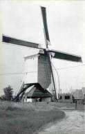 MEERHOUT (Antw.) - Molen/moulin - De Prinskensmolen In 1983 Tijdens Het Opzeilen, Kort Na De Restauratie. - Meerhout