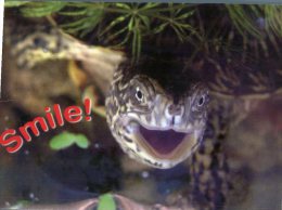 (300) Happy Turtle Face - Russia - Tortue - Turtles