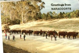 (304) Australia - SA - Naracoorte And Bullock Team - Otros & Sin Clasificación