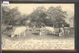 VACHES AUX CHAMPS - TB - Cham