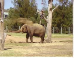 1 X World Aninmal Postcard - 1 Carte Postale D´animal Du Monde - Asian Elephant - Éléphants