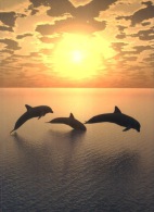 (400) Dolphin In Sunset - Dauphins - Delphine