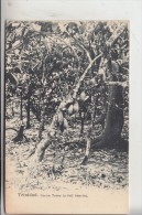 TT - TRINIDA TOBAGO, Trinidad , Cocoa Trees In Full Bearing, Early Card - Undivided Back. - Trinidad
