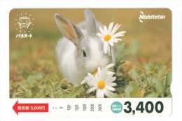 JAPON  LAPIN - Kaninchen