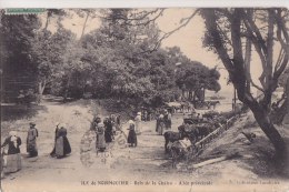 ¤¤  -   ILE De NOIRMOUTIER   -  Bois De La Chaise  -  Les Anes  -  Allée Principale  -  ¤¤ - Ile De Noirmoutier