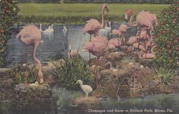 Florida Miami Flaingos And Nests At Hialeah Park - Miami