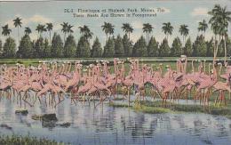 Florida Miami Flamingos At Hialeah Park Their Nests Are Shown In Foreground - Miami