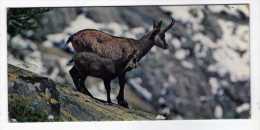 Publicité CHOCOLAT Nestlé Merveille Du Monde Image Cartonnée Animaux De Montagne LE CHAMOIS   N° 55 - Chocolat