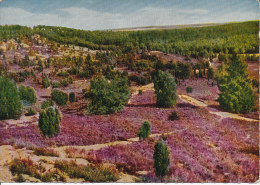 PK-CP Deutschland, Lüneburger Heide Im Totengrund, Ungebraucht, Siehe Bilder!*) - Lüneburger Heide