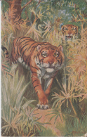 Indian Tiger  Tucks Oilette Post Card # 49323 - Tigres