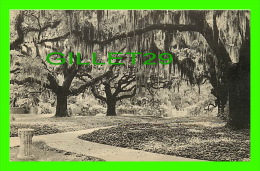 MYRTLE BEACH, SC - BROOKGREEN GARDENS - LIVE OAK WALK - PAWLEYS ISLAND, SC - - Myrtle Beach