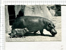 HIPPOPOTAME  Et Son  Petit  - Parc Zoologique Du Bois De Vincennes - Hippopotamuses