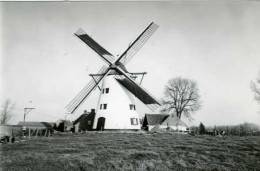 HERZELE (O.Vl.) - Molen/moulin - Molen Ter Rijst Opgezeild En In Werking (in 1990) Na De Restauratie - Herzele