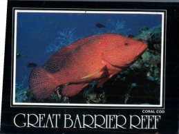 (111) Australia - QLD - Great Barrier Reef Coral Cod - Great Barrier Reef