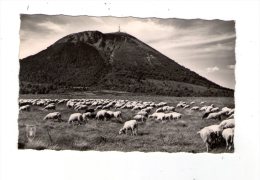 Cp , Agriculture , élevage , LE PUY DE DOME , Montons , Voyagée 1959  , Ed : Lys , 337 - Elevage