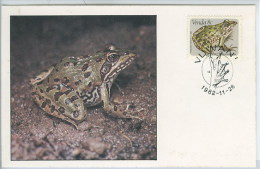 Grenouille Anoure Rana Angolensis Venda Afrique Du Sud Carte Maximum Frog Venda South Africa Maxicard - Kikkers