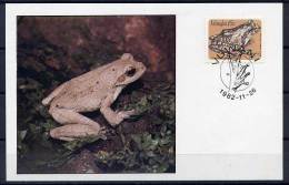 Grenouille Chiromantis Xerampelina Venda Afrique Du Sud Carte Maximum Frog Venda South Africa Maxicard - Kikkers