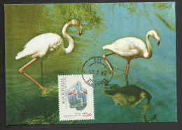 Portugal Oiseau Flammant Rose Carte Maximum 1982 Flamingo Bird Maxicard - Maximumkaarten