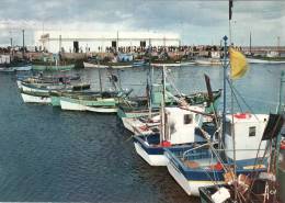 LESCONIL 29 La Flottille De Pêche Et La Criée  Lors D'une Vente Trés Animée - Lesconil