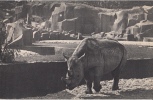 CPA RHINOCEROS- VINCENNES ZOO - Rinoceronte