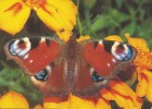 CARTE POSTALE - POSTCARD - POSTKARTE - CARTOLINA POSTAL - PAPILLONS - BUTTERFLIES - Inachis - Butterflies