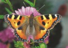 CARTE POSTALE - POSTCARD - POSTKARTE - CARTOLINA POSTAL - PAPILLONS - BUTTERFLIES - Aglais Urticae - Butterflies