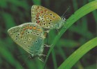 CARTE POSTALE - POSTCARD - POSTKARTE - CARTOLINA POSTAL - PAPILLONS - BUTTERFLIES - Polyommatus Icarus - Papillons