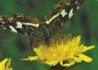 CARTE POSTALE - POSTCARD - POSTKARTE - CARTOLINA POSTAL - PAPILLONS - BUTTERFLIES - Araschnia Levana - Butterflies