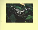 CARTE POSTALE - POSTCARD - POSTKARTE - CARTOLINA POSTAL - PAPILLONS - BUTTERFLIES - Papilio Xuthus - Papillons