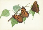 CARTE POSTALE - POSTCARD - POSTKARTE - CARTOLINA - POSTAL - PAPILLONS - BUTTERFLIES - Nymphalis Polychoros - Papillons