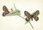 CARTE POSTALE - POSTCARD - POSTKARTE - CARTOLINA - POSTAL - PAPILLONS - BUTTERFLIES - Parnalius Rumina - Butterflies